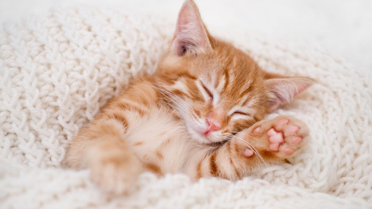 Рыжий кот Рыжий кот