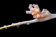 Ученые считают, что коралл относится к новому виду, хотя они не могут подтвердить это до тех пор, пока не пройдет таксономический семинар.
