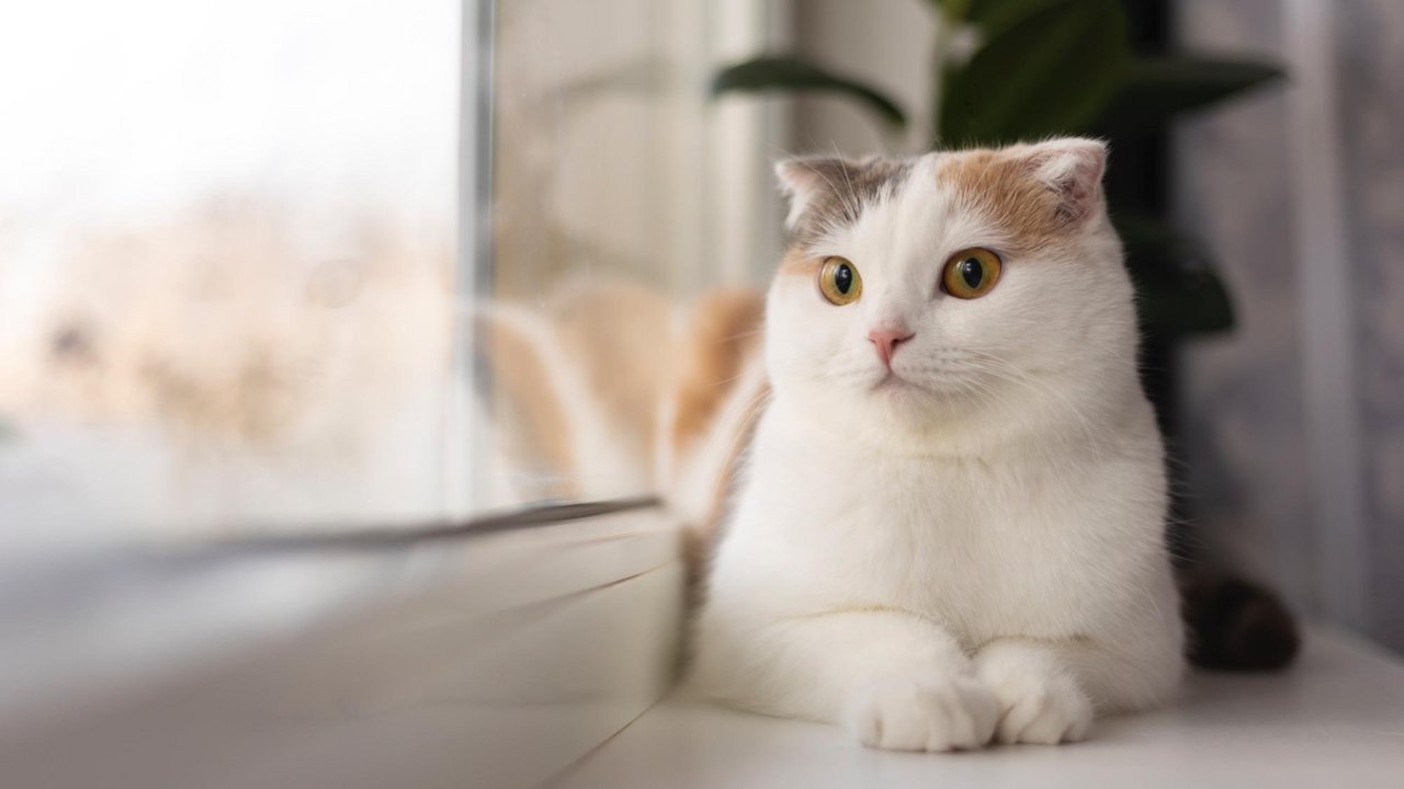 Кошка Кошка