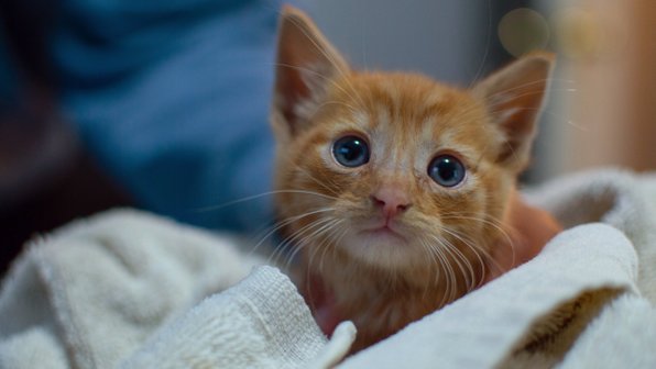 Котенок решил, что он опоссум и забрался на спину мамы-кошки