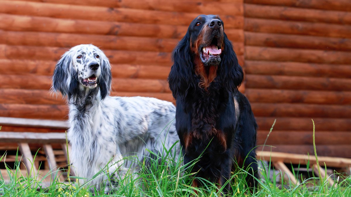 Не только колли: шотландские породы собак - Питомцы Mail.ru