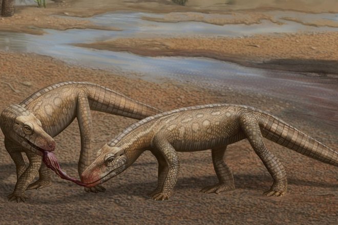 Parvosuchus aurelioi