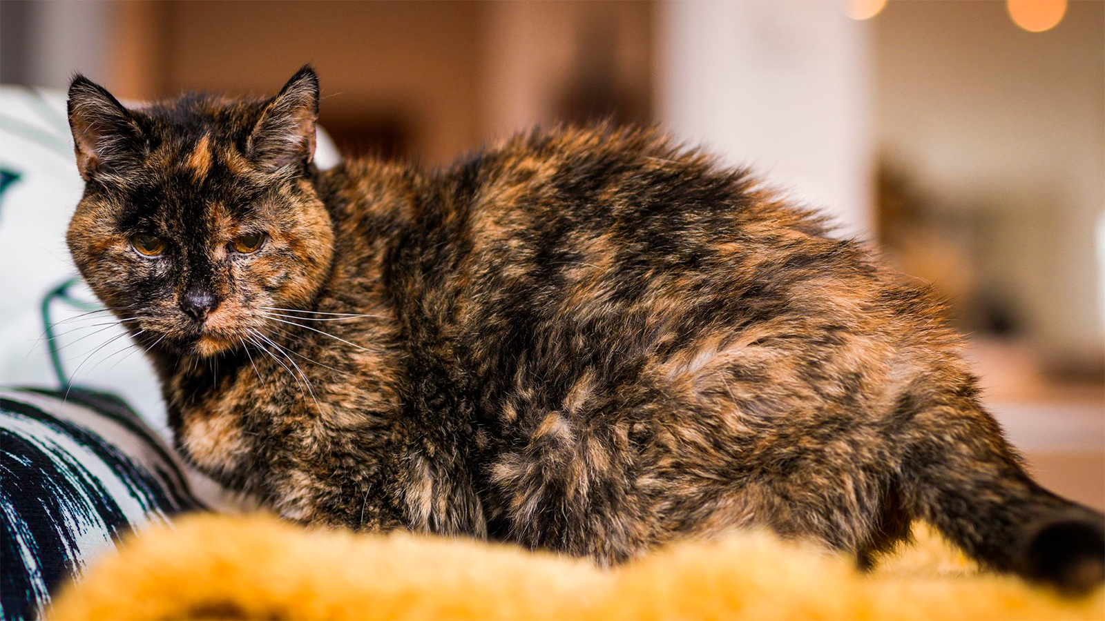Как живет старейшая в мире кошка | История 27-летней Флосси - Питомцы  Mail.ru