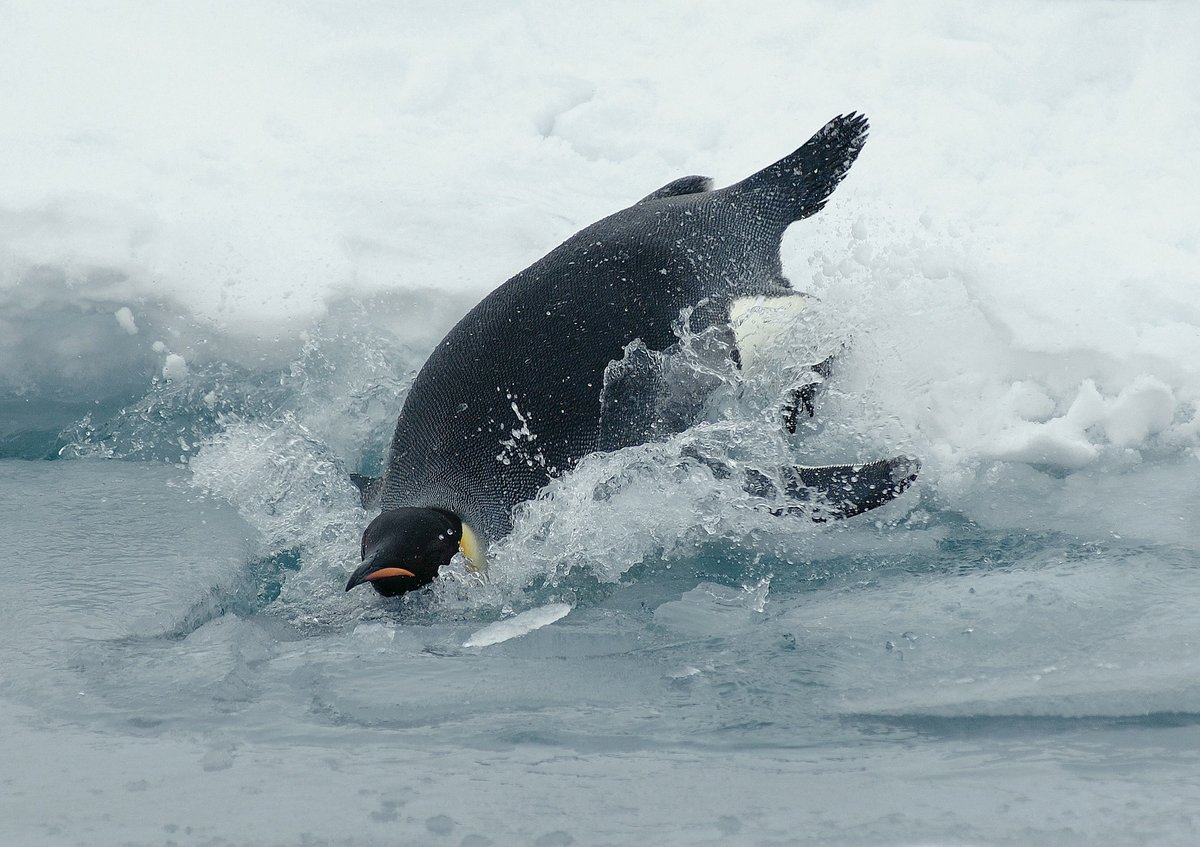 emperor-penguin-62982_1920