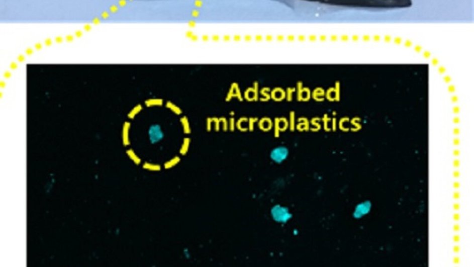 Адсорбция микропластика на гидрогеле и обнаружение микропластика с флуоресцентной меткой с помощью спектроскопии. Фото: https://phys.org/)