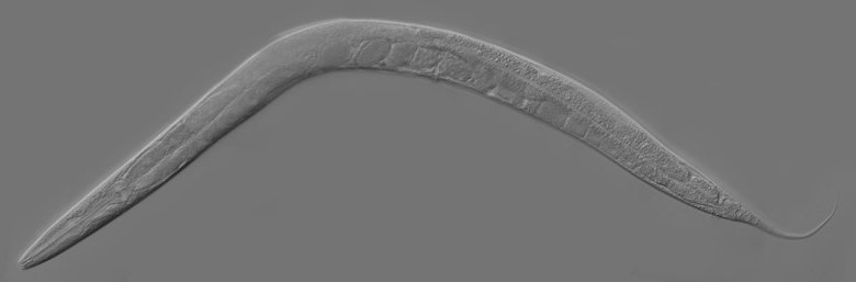 Caenorhabditis elegans. Фото: CC BY-SA 2.5