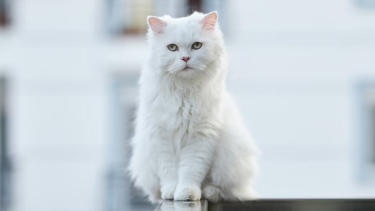 Белый кот сидит на поручне