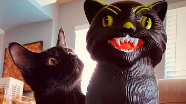 20 черных и не только котов, которые всегда готовы к Хеллоуину