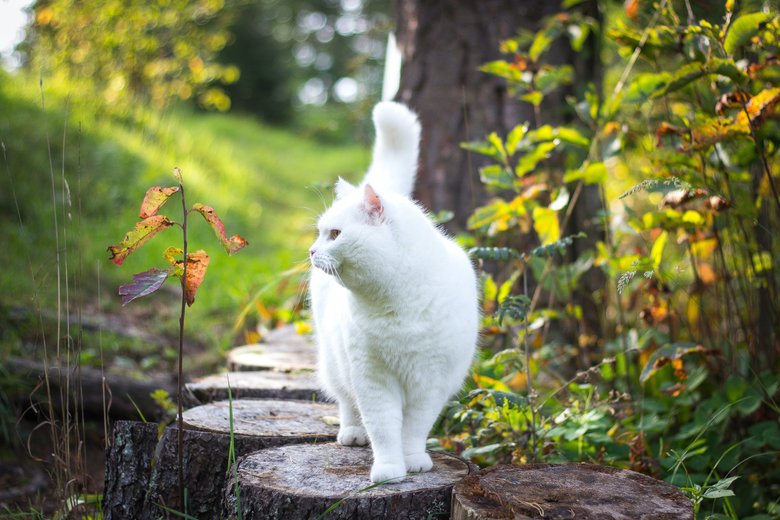 Белые кошки — очень умные, ласковые и верные питомцы.