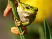 Content image for: 480078 | Научиться любить жаб и лягушек - задача непростая, впрочем, любить не обязательно, достаточно просто научиться их есть