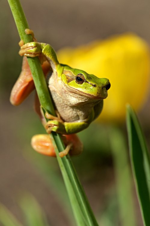 Научиться любить жаб и лягушек - задача непростая, впрочем, любить не обязательно, достаточно просто научиться их есть