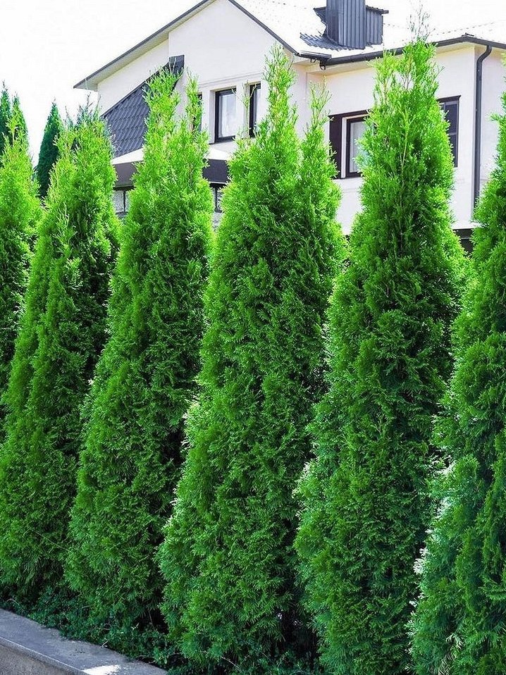 Быстрорастущие деревья и кустарники: 12 видов, которые украсят ваш сад (с фото)