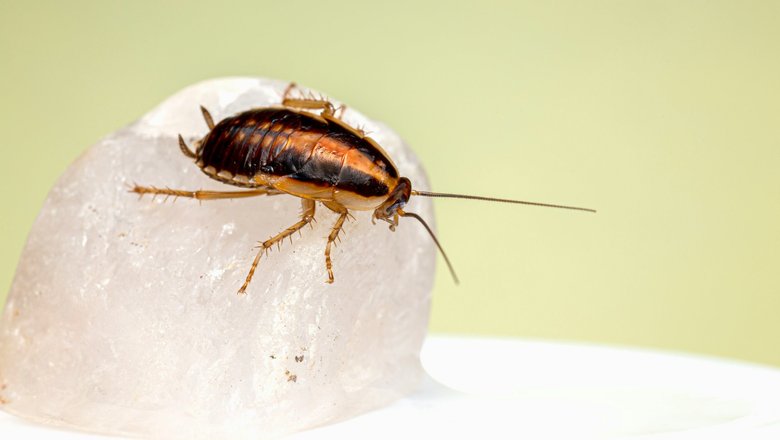 Ученые проанализировали гены более 280 тараканов.