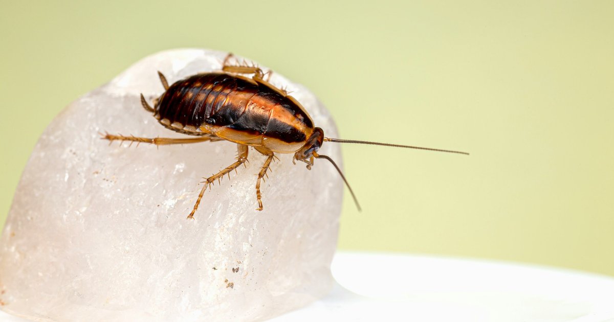 Как тараканы захватили весь мир: новое исследование