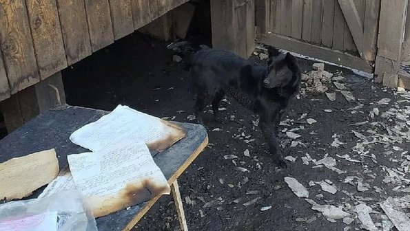 Красноярский Хатико: собака ждет хозяев, погибших при пожаре