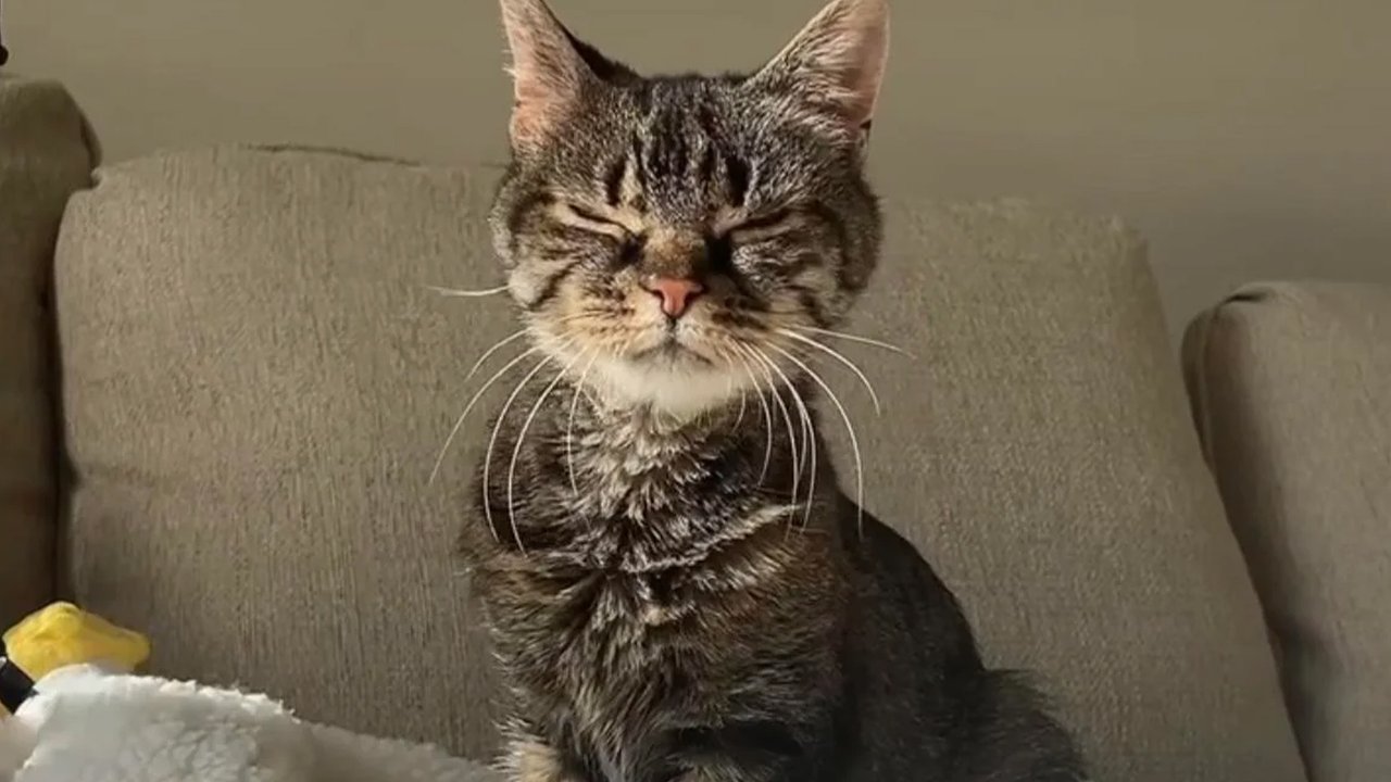 Пожилая кошка благодарит семью, которая взяла ее из приюта Пожилая кошка благодарит семью, которая взяла ее из приюта