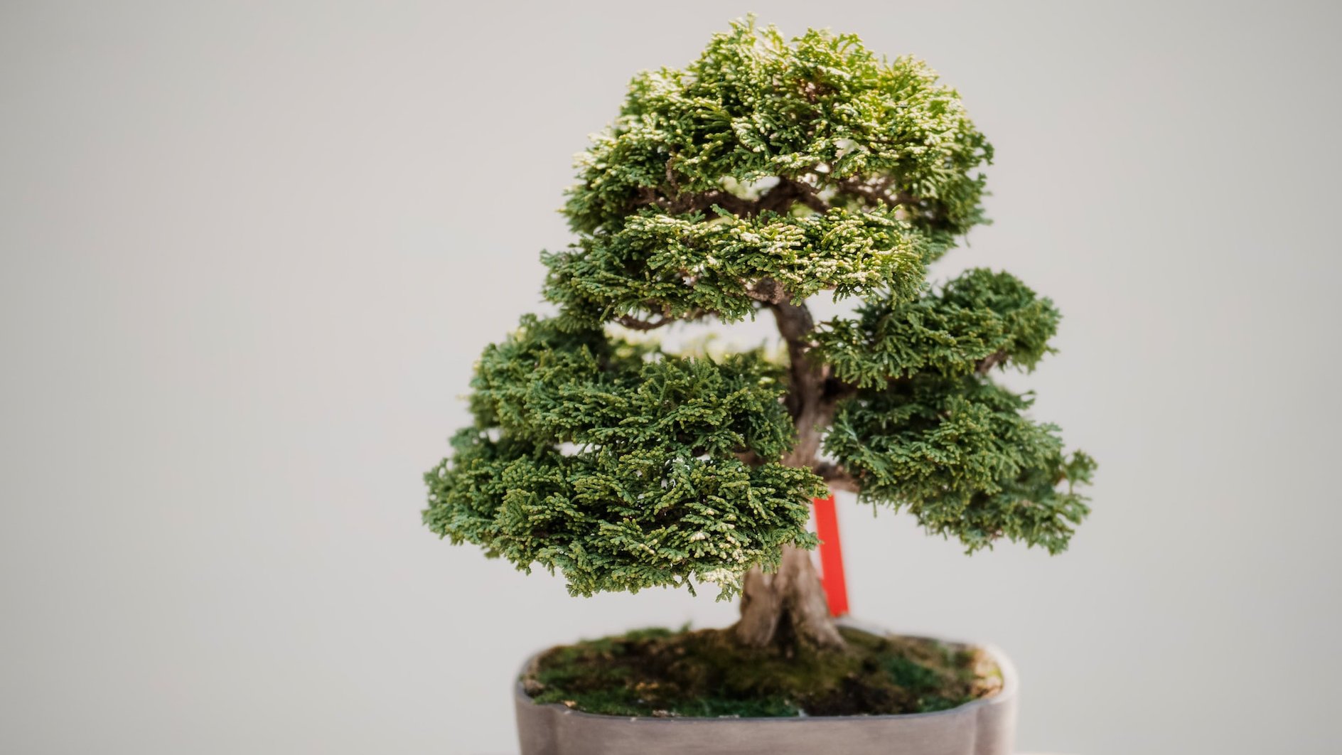 Bonsai