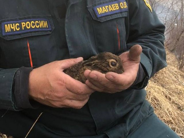 В Северной Осетии пожарный спас от огня и вылечил крольчонка