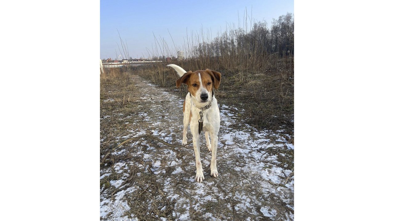 Под Москвой собаку сдали в приют под странным предлогом