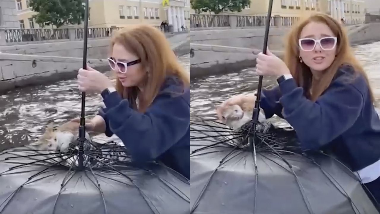 Котенка спасли из канала