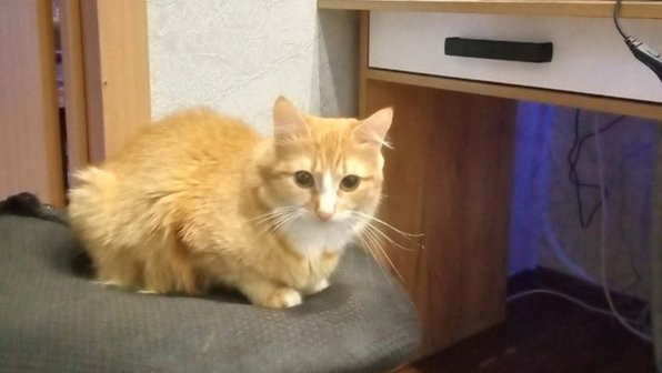 Беременную кошку выбросили в мусорку в заклеенной коробке