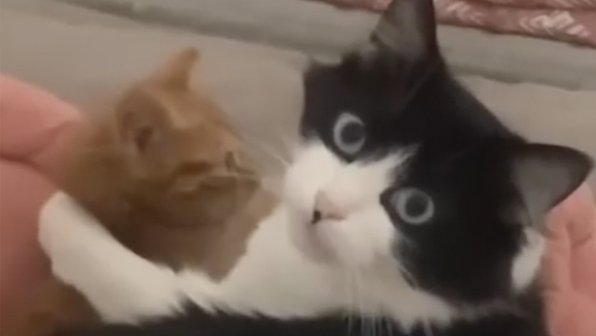 Кошка усыновила котенка с улицы и растрогала хозяйку