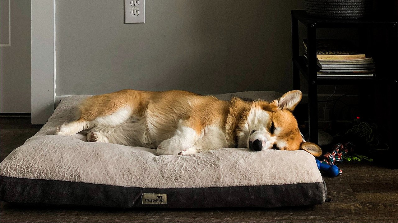 Пес отдыхает на подушке