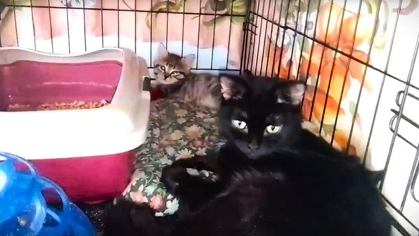 Котенка и кошку из квартиры с десятками животных спасли в Искитиме