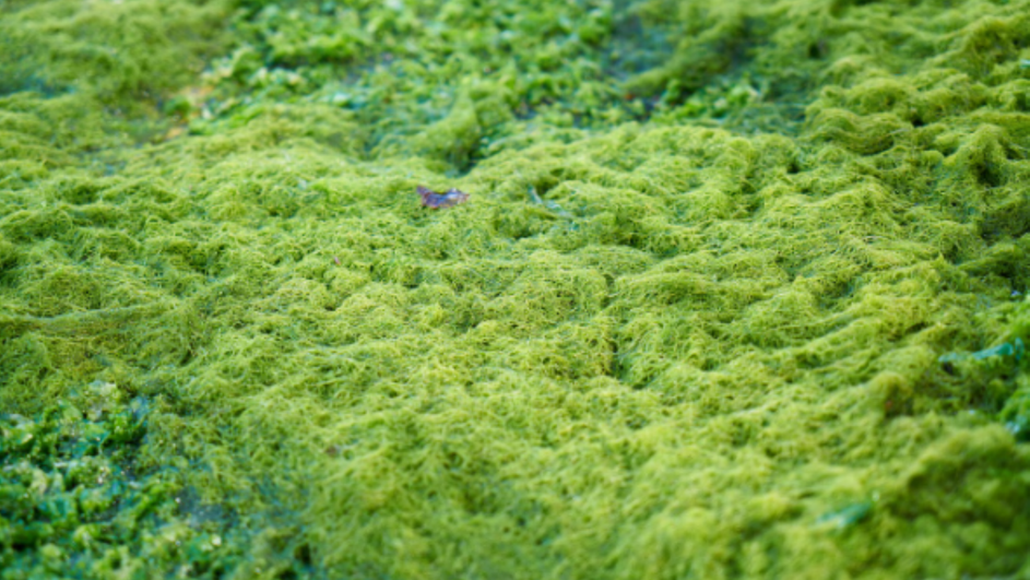 зеленая нитчатая водоросль зеленая нитчатая водоросль