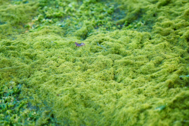 нитчатая зеленая водоросль нитчатая зеленая водоросль