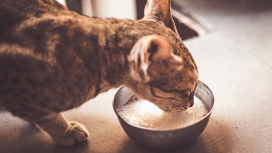 Кошка пьет молоко из миски, которое противопоказано при заболевании почек и обострениях проблем с ЖКТ Кошка пьет молоко из миски, которое противопоказано при заболевании почек и обострениях проблем с ЖКТ