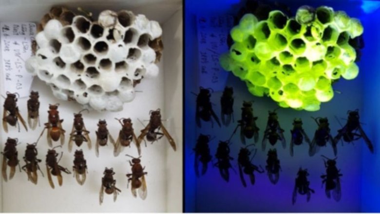 Гнездо осы (слева) при обычном белом свете; то же самое гнездо осы (справа) в ультрафиолетовом свете. Фото: Bernd Schöllhorn and Serge Berthier 