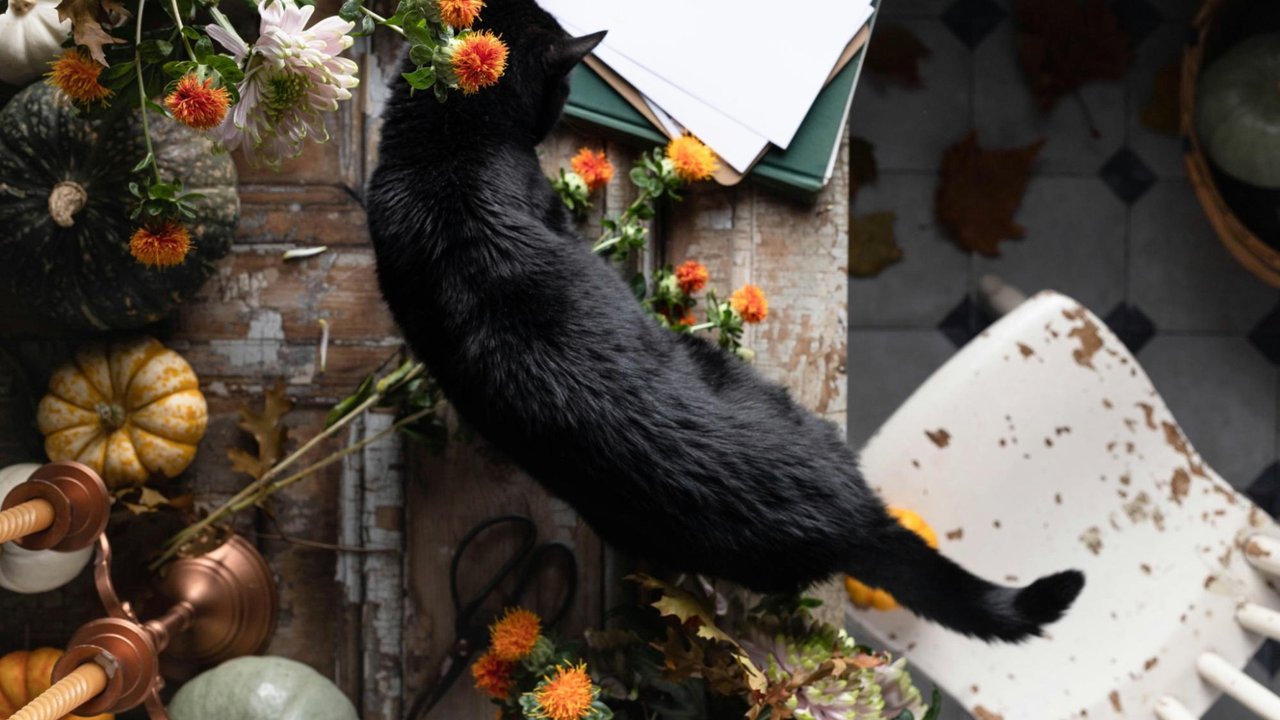 Черная кошка Черная кошка