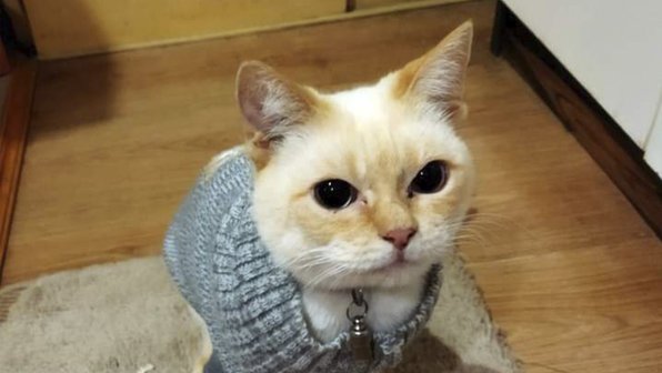 Тайского кота с эпилепсией ищут в Москве, Калуге и Обнинске