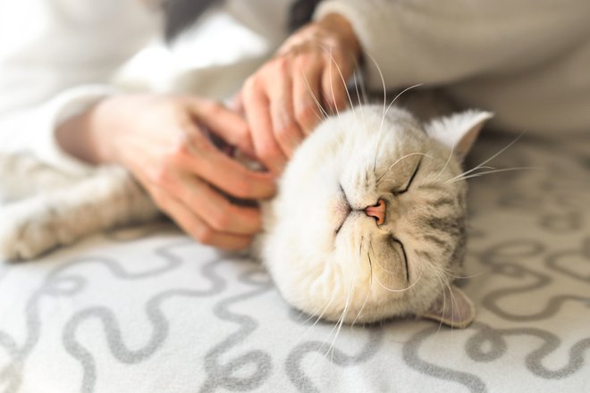 Кошка наслаждается лаской