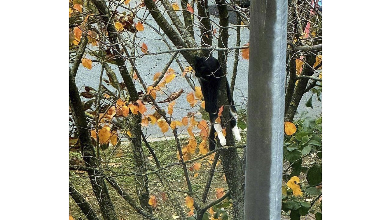 В Москве спасли кота, который был зажат ветками