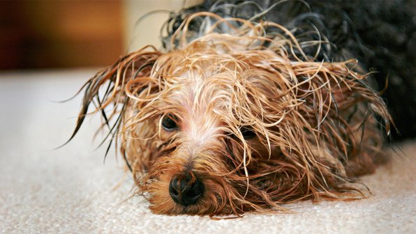 Почему мокрая собака сильно пахнет?