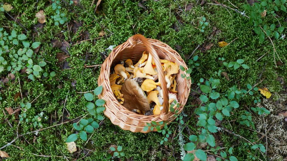 Грибы, собранные в лесу для мариновки в банке. Грибы, собранные в лесу для мариновки в банке.
