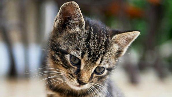 В Лобне неизвестные бросили сумку с котенком