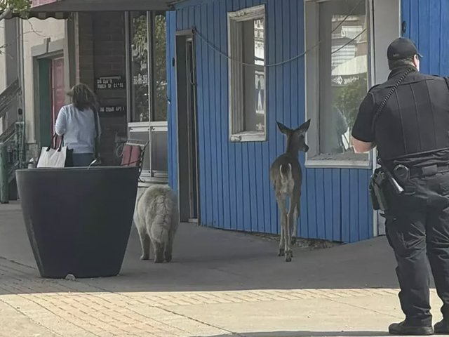 Собака подружилась с оленем во время побега от полиции