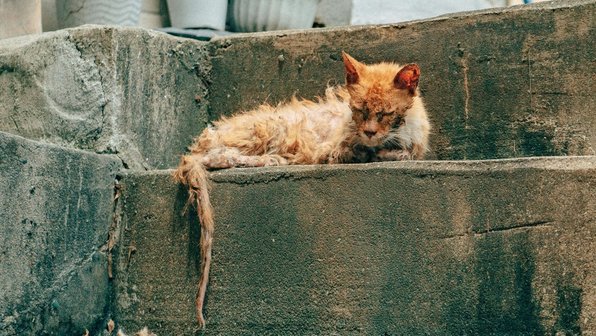 Лейкоз у кошек: симптомы, диагностика и лечение