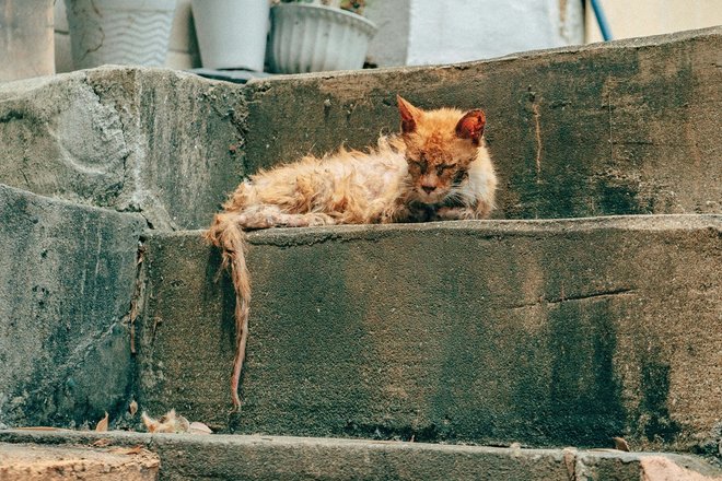 кошка больная