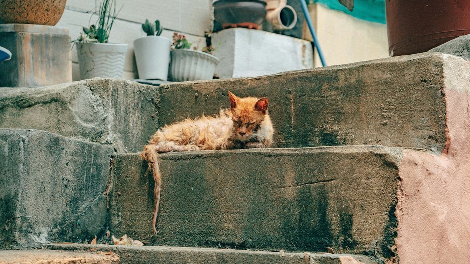 Больная кошка лежит на каменой ступеньке Больная кошка лежит на каменой ступеньке