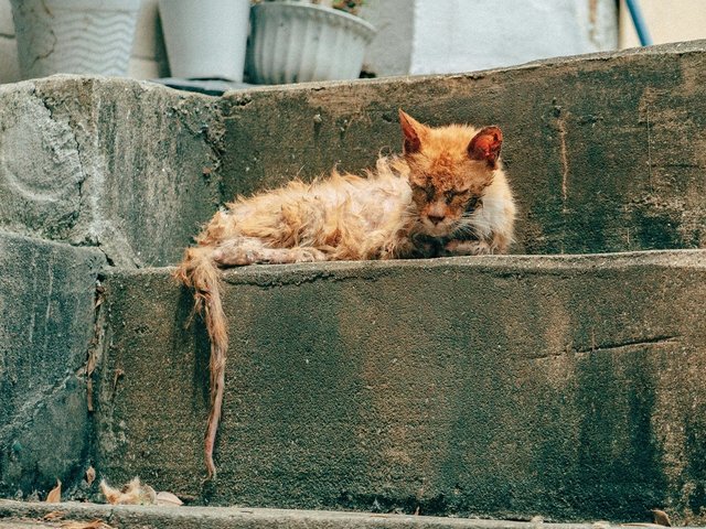 Лейкоз у кошек: симптомы, диагностика и лечение