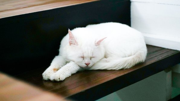 Кошачья Камасутра. Почему кошки спят в странных позах