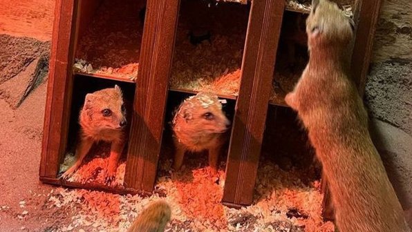 В Калининградский зоопарк привезли семью мангустов