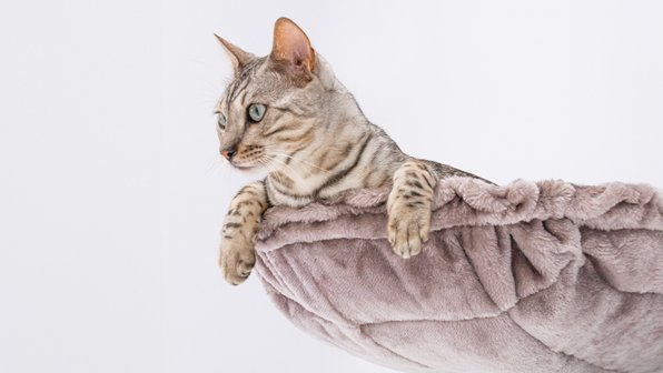 Мочекаменная болезнь у котов и кошек. Что нужно знать хозяину