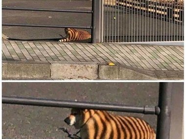 «Посмотрите на этого тигра... Ой, нет, подождите...»