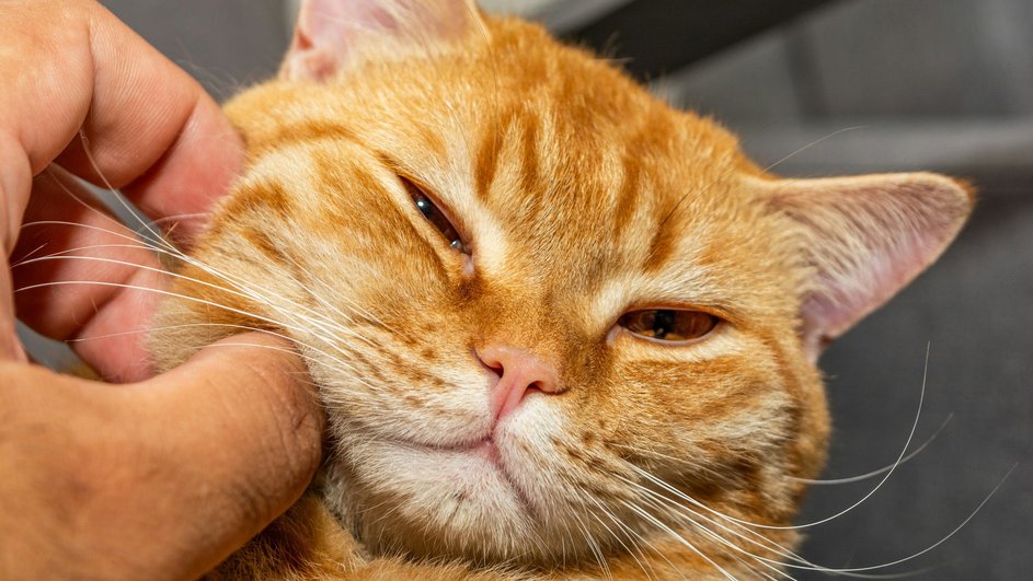 кошка кошка