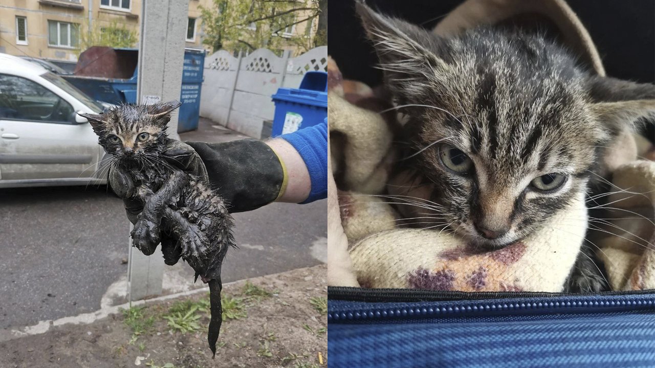 В Питере спасли котенка, который звал на помощь из ливневки В Питере спасли котенка, который звал на помощь из ливневки
